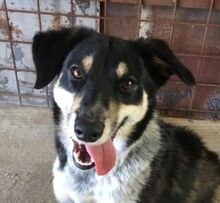 PEDRO, Hund, Australian Shepherd-Border Collie-Mix in Slowakische Republik - Bild 21