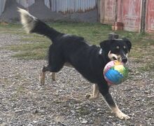 PEDRO, Hund, Australian Shepherd-Border Collie-Mix in Slowakische Republik - Bild 3