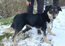 PEDRO, Hund, Australian Shepherd-Border Collie-Mix in Slowakische Republik - Bild 4