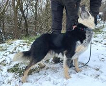 PEDRO, Hund, Australian Shepherd-Border Collie-Mix in Slowakische Republik - Bild 5