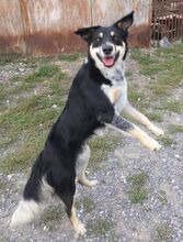 PEDRO, Hund, Australian Shepherd-Border Collie-Mix in Slowakische Republik - Bild 6