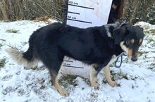 PEDRO, Hund, Australian Shepherd-Border Collie-Mix in Slowakische Republik - Bild 9