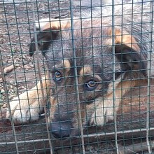 ALY, Hund, Deutscher Schäferhund-Mix in Rumänien - Bild 2