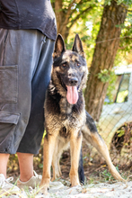 ROCKY, Hund, Deutscher Schäferhund in Ungarn - Bild 1