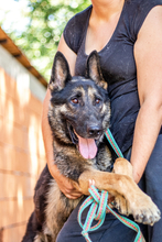 ROCKY, Hund, Deutscher Schäferhund in Ungarn - Bild 2