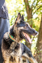 ROCKY, Hund, Deutscher Schäferhund in Ungarn - Bild 3