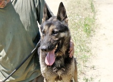 ROCKY, Hund, Deutscher Schäferhund in Ungarn - Bild 4