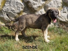 SZENDE, Hund, Mischlingshund in Ungarn - Bild 1