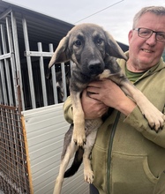 SZENDE, Hund, Mischlingshund in Ungarn - Bild 19