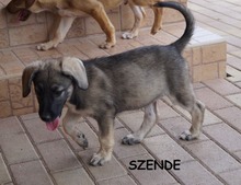 SZENDE, Hund, Mischlingshund in Ungarn - Bild 2