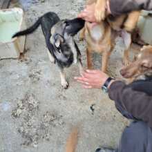 SZENDE, Hund, Mischlingshund in Ungarn - Bild 21