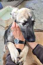 SZENDE, Hund, Mischlingshund in Ungarn - Bild 25