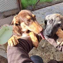 SZENDE, Hund, Mischlingshund in Ungarn - Bild 27