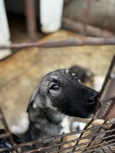 SZENDE, Hund, Mischlingshund in Ungarn - Bild 28