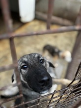 SZENDE, Hund, Mischlingshund in Ungarn - Bild 29