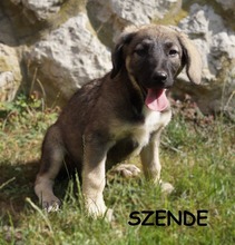 SZENDE, Hund, Mischlingshund in Ungarn - Bild 3