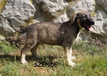 SZENDE, Hund, Mischlingshund in Ungarn - Bild 4