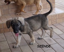 SZENDE, Hund, Mischlingshund in Ungarn - Bild 5