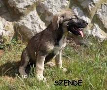 SZENDE, Hund, Mischlingshund in Ungarn - Bild 6