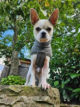 ARES, Hund, Chihuahua-Mix in Frankfurt - Bild 7