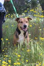 ROKY, Hund, Mischlingshund in Griechenland - Bild 2