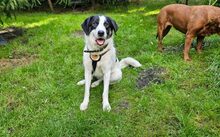 FARCHA, Hund, Herdenschutzhund-Jagdhund-Mix in Rüthen - Bild 1