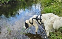 FARCHA, Hund, Herdenschutzhund-Jagdhund-Mix in Rüthen - Bild 3