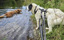 FARCHA, Hund, Herdenschutzhund-Jagdhund-Mix in Rüthen - Bild 4