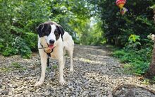 FARCHA, Hund, Herdenschutzhund-Jagdhund-Mix in Rüthen - Bild 6