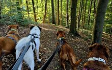 FARCHA, Hund, Herdenschutzhund-Jagdhund-Mix in Rüthen - Bild 8