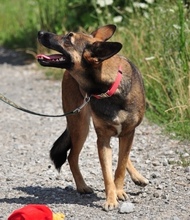 AJSAS226, Hund, Mischlingshund in Slowakische Republik - Bild 12