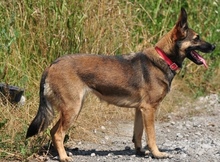 AJSAS226, Hund, Mischlingshund in Slowakische Republik - Bild 15