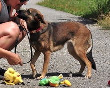 AJSAS226, Hund, Mischlingshund in Slowakische Republik - Bild 7