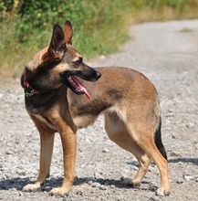 AJSAS226, Hund, Mischlingshund in Slowakische Republik - Bild 8