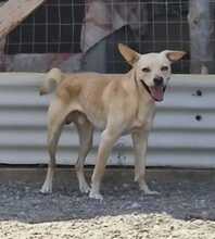 AARON, Hund, Mischlingshund in Italien - Bild 1