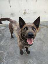 JERO, Hund, Malinois-Mix in Spanien - Bild 1