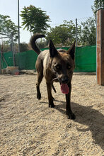 JERO, Hund, Malinois-Mix in Spanien - Bild 4