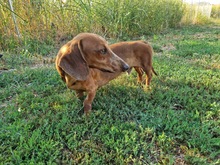 LORIOT, Hund, Dackel in Ungarn - Bild 13