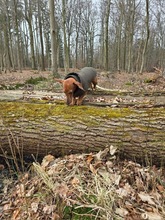 LORIOT, Hund, Dackel in Ungarn - Bild 14