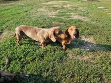 LORIOT, Hund, Dackel in Ungarn - Bild 15