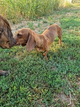 LORIOT, Hund, Dackel in Ungarn - Bild 16