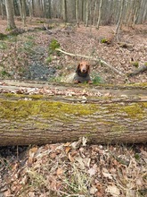 LORIOT, Hund, Dackel in Ungarn - Bild 17