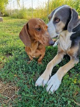 LORIOT, Hund, Dackel in Ungarn - Bild 21