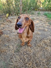 LORIOT, Hund, Dackel in Ungarn - Bild 4