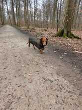 LORIOT, Hund, Dackel in Ungarn - Bild 8