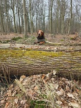 LORIOT, Hund, Dackel in Ungarn - Bild 9