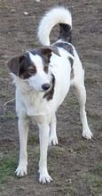 QUICK, Hund, Mischlingshund in Rumänien - Bild 10