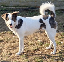 QUICK, Hund, Mischlingshund in Rumänien - Bild 11