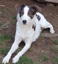 QUICK, Hund, Mischlingshund in Rumänien - Bild 8