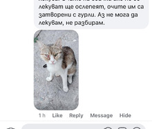 VIOLET, Katze, Europäisch Kurzhaar in Bulgarien - Bild 16